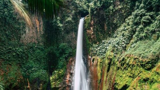 The lush Costa Rican rainforest