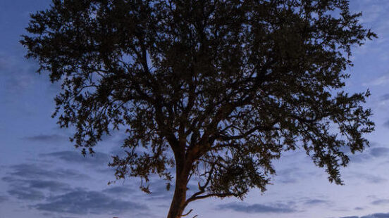 Wilderness Linkwasha sleepout