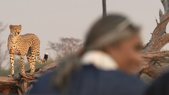 A game drive in Zimbabwe