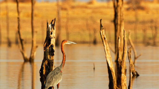 A giant heron wades among dead tree stumps in the calm waters of lake kariba zimbabwe during golden hour.