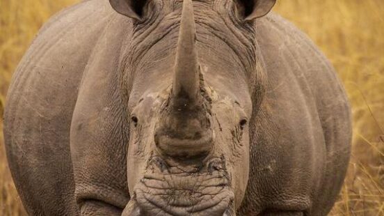 A black rhino in Matopos National Park