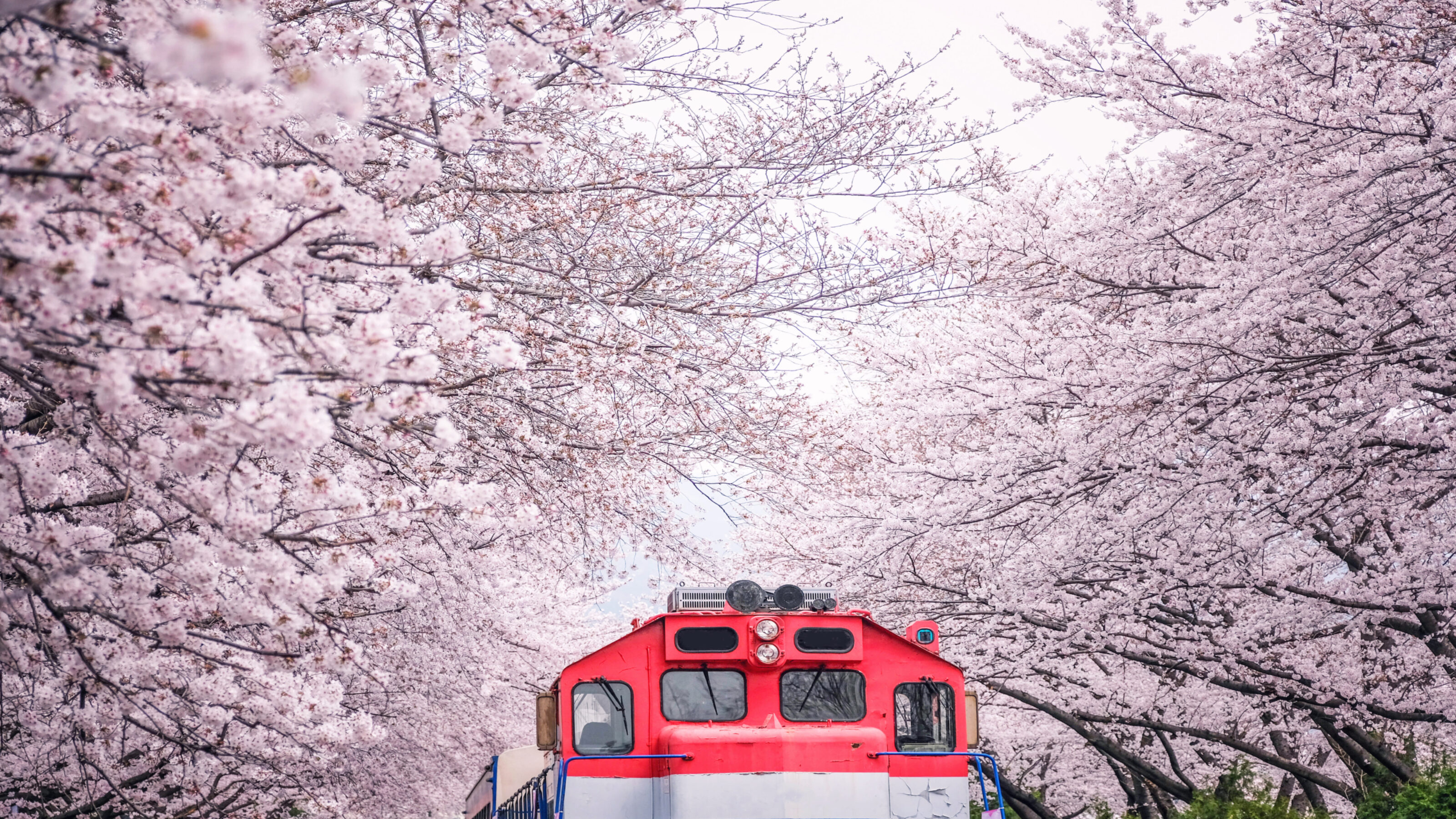 Busan train between raw of cherry blossom in Jinhae, Jinhae Gunhangje Festival in Korea, Gyeonghwa Railway Station, South Korea