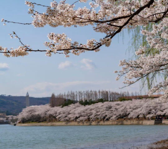 Cherry blossom trees lining the shores of Bomun Lake