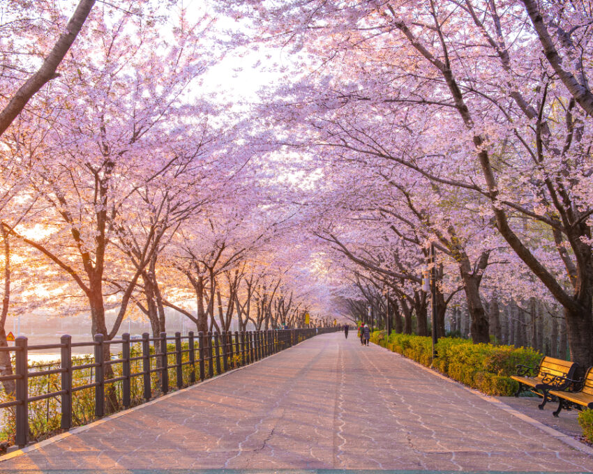 Experience the vibrant Yeouido Spring Flower Festival