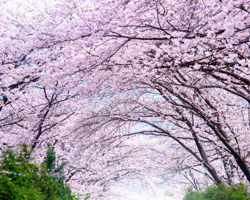 Gunhangje Cherry Blossom Festival