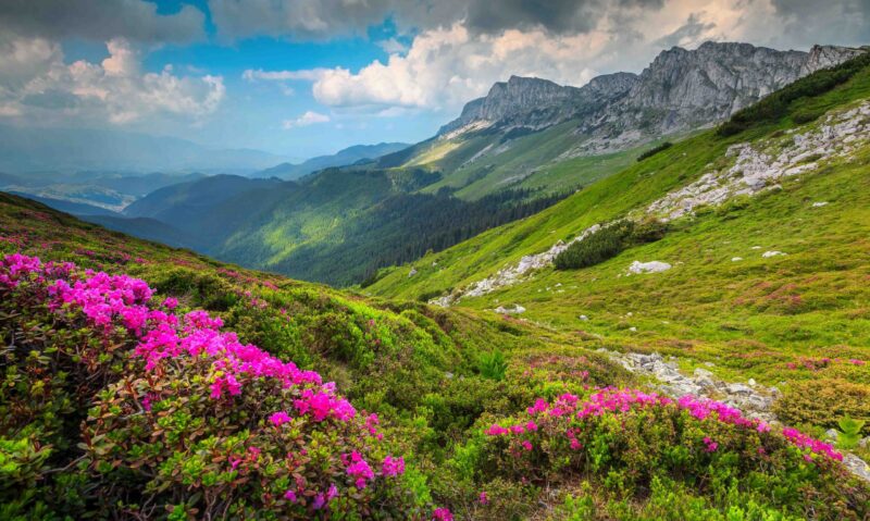 Stunning summer landscape, amazing colorful pink rhododendron mountain flowers on the hills in Bucegi mountains, Carpathians, Transylvania, Romania, Europe