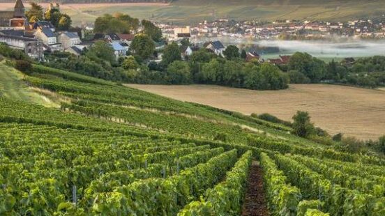 Champagne region in France. A beautiful view of rolling vineyards