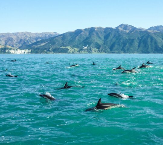Swim with dolphins in New Zealand