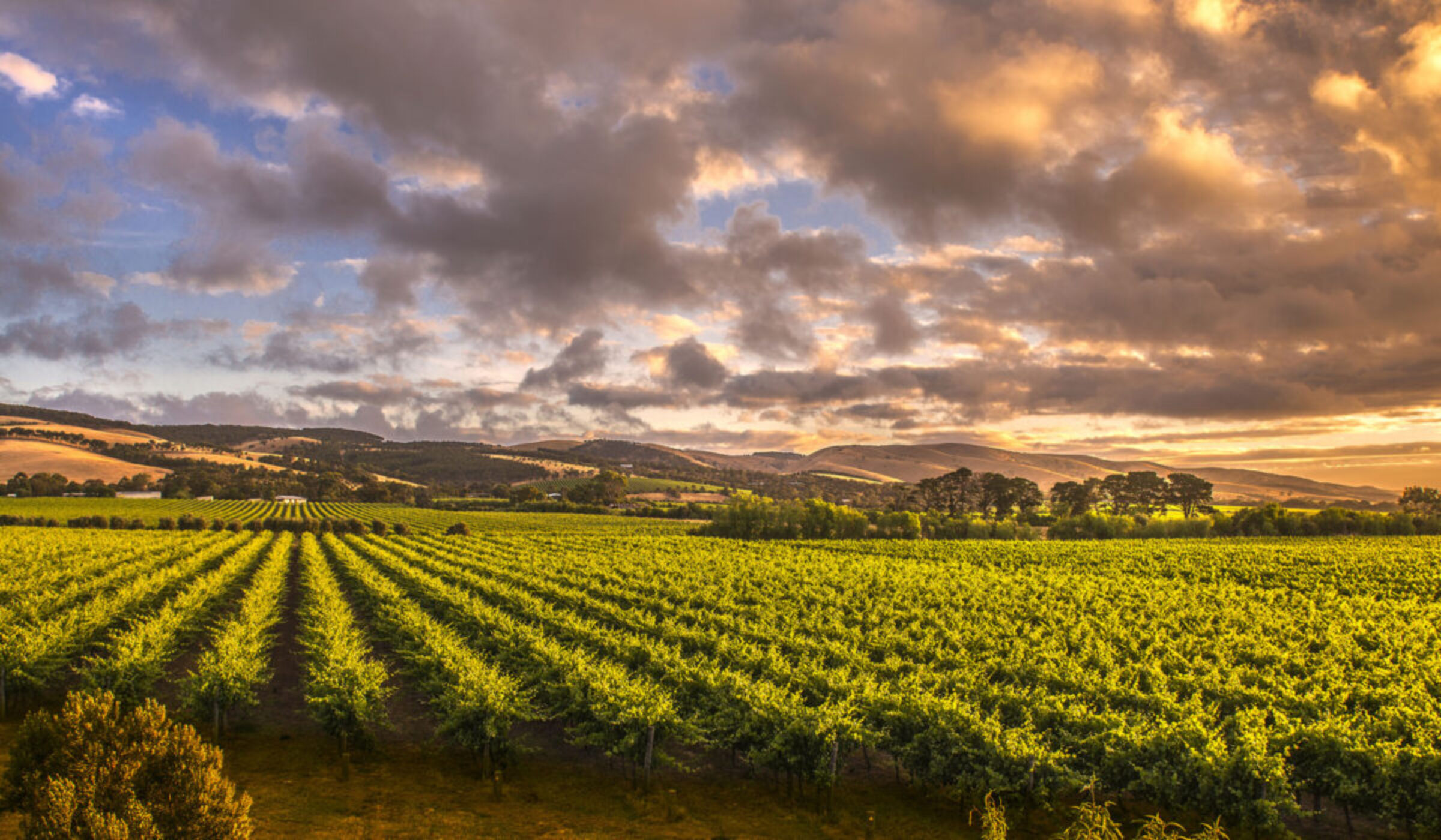 Morning in the Barossa Vineyards