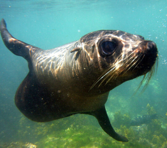 Swim with Kaikoura seals