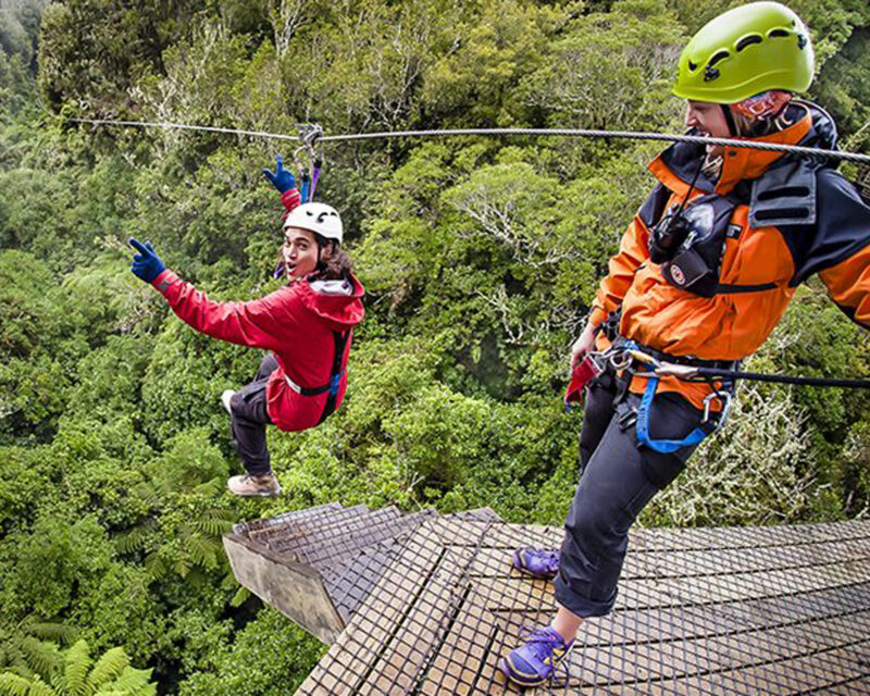 Two zipliners take flight over a lush, dense forest canopy in Rotorua, New Zealand.