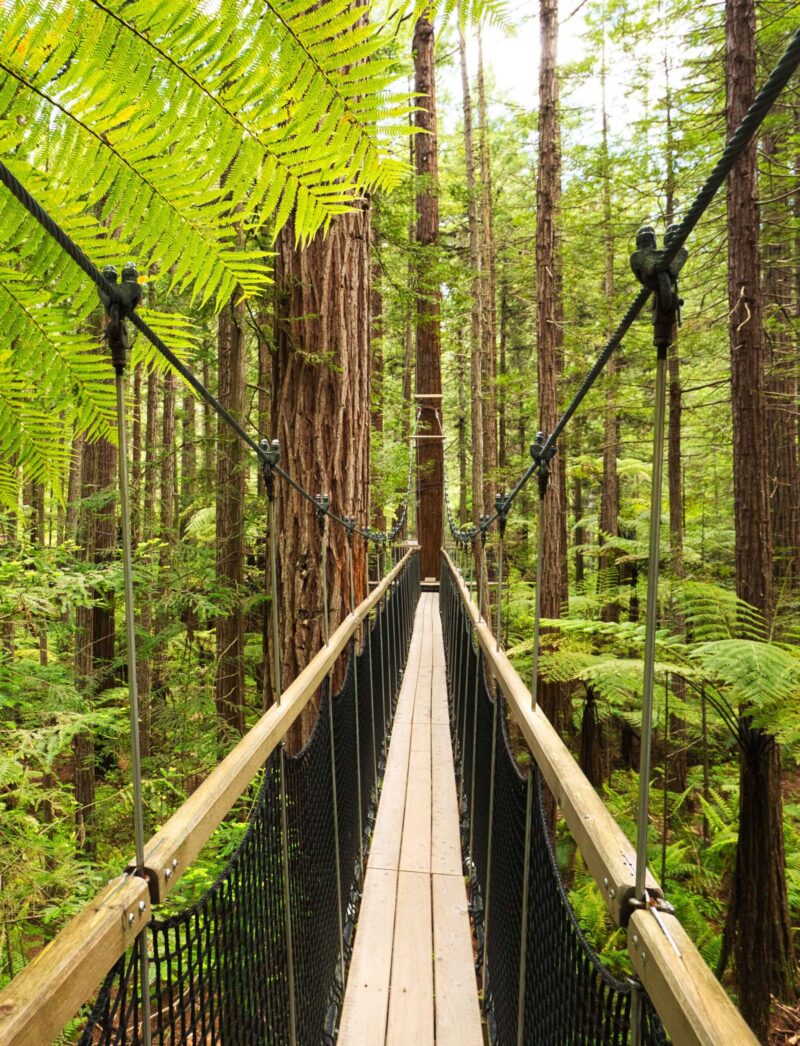 Treewalk through Forest of Tree Ferns and Giant Redwoods in Whakarewarewa Forest near Rotorua, New Zealand