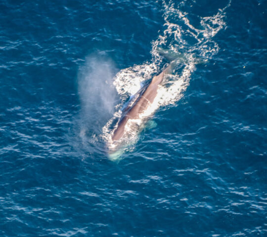 Whale off Kaikoura