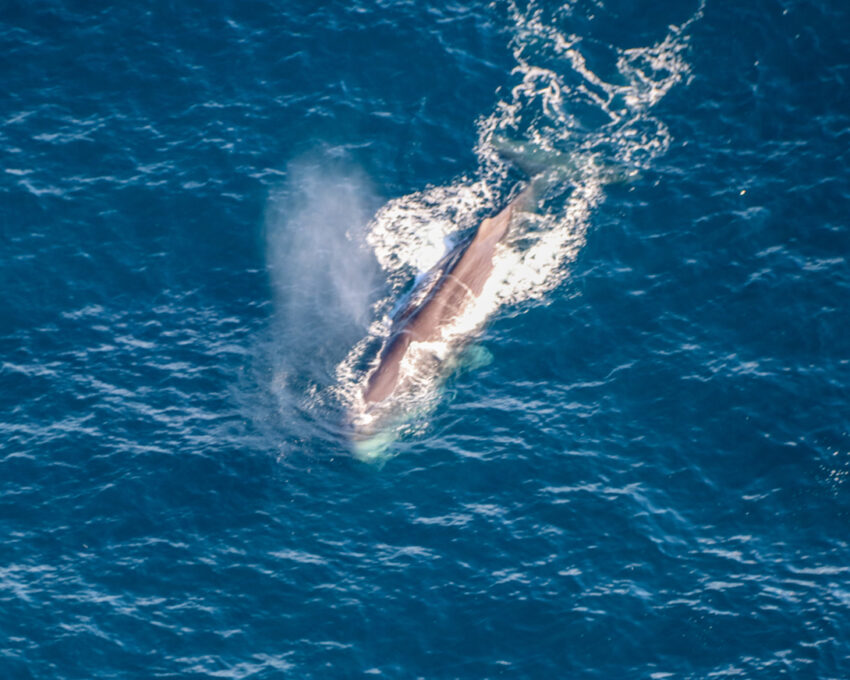 Scenic whale watching flight