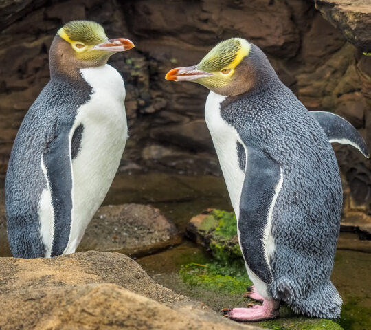 Yellow-eyed penguins