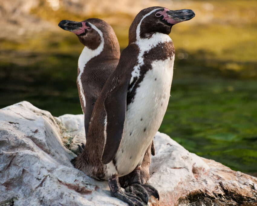 Otago Peninsula wildlife tour