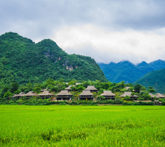 Rice fields in Mai Chau