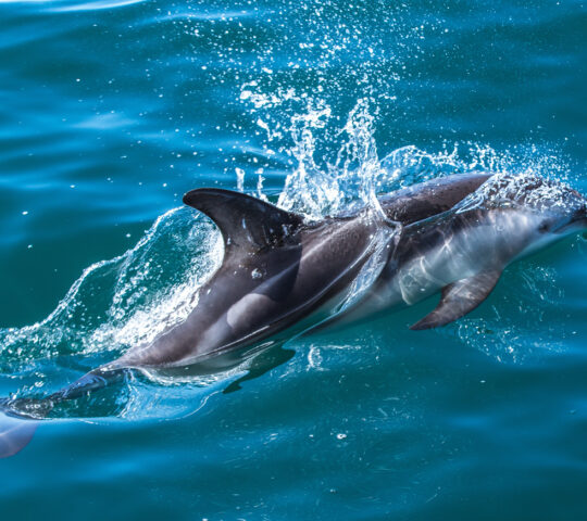 Dolphin watching in Kaikoura
