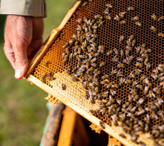 Royal beekeeper visit