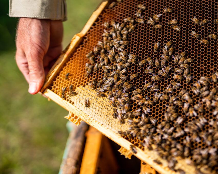 Greek farming and beekeeping workshop