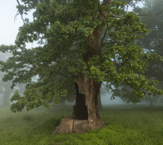 Oak tree reserve