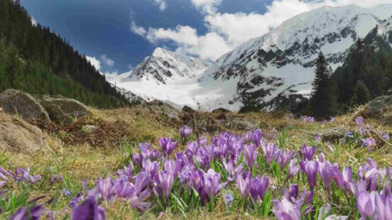 Low-angle view of purple crocuses in a field, with snow-capped mountains and evergreen trees in the background.