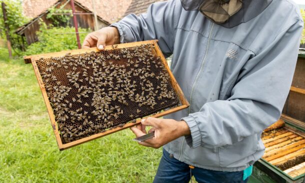 A beekeeper wearing a veil holds a wooden frame covered in honeycomb and hundreds of worker honeybees.