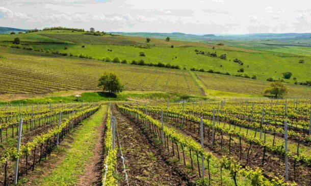 Rows of grapevines in a vineyard stretch into the foreground of rolling green hills and a bright sky.