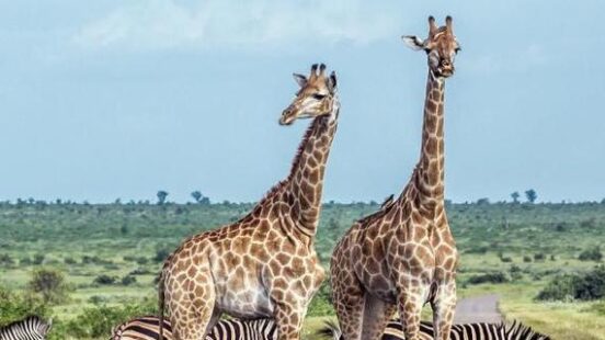 Two tall giraffes standing in the middle of a road surrounded by several walking zebras.