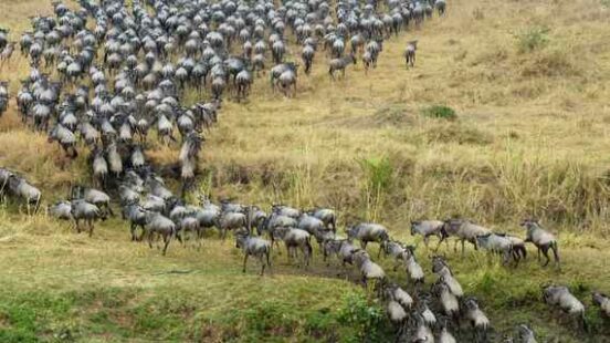 A massive herd of wildebeest crossing a wide river and moving up a grassy bank in the savannah.