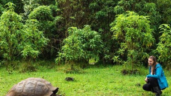 A giant tortoise in a grassy field with a person in a blue jacket watching from a distance.