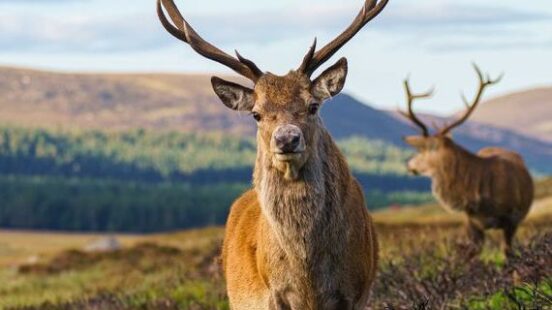 Close-up of a red deer stag with impressive antlers standing in a field with mountains in the background.