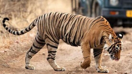 A striped tiger walks across a dirt path in a forest with a blurred safari vehicle in the background.