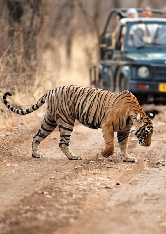 A striped tiger walks across a dirt path in a forest with a blurred safari vehicle in the background.