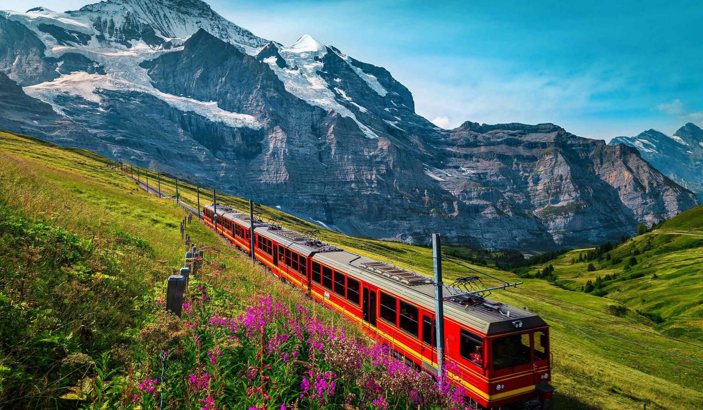 A red train moves along a green slope with purple flowers in front of snow-covered mountain peaks.