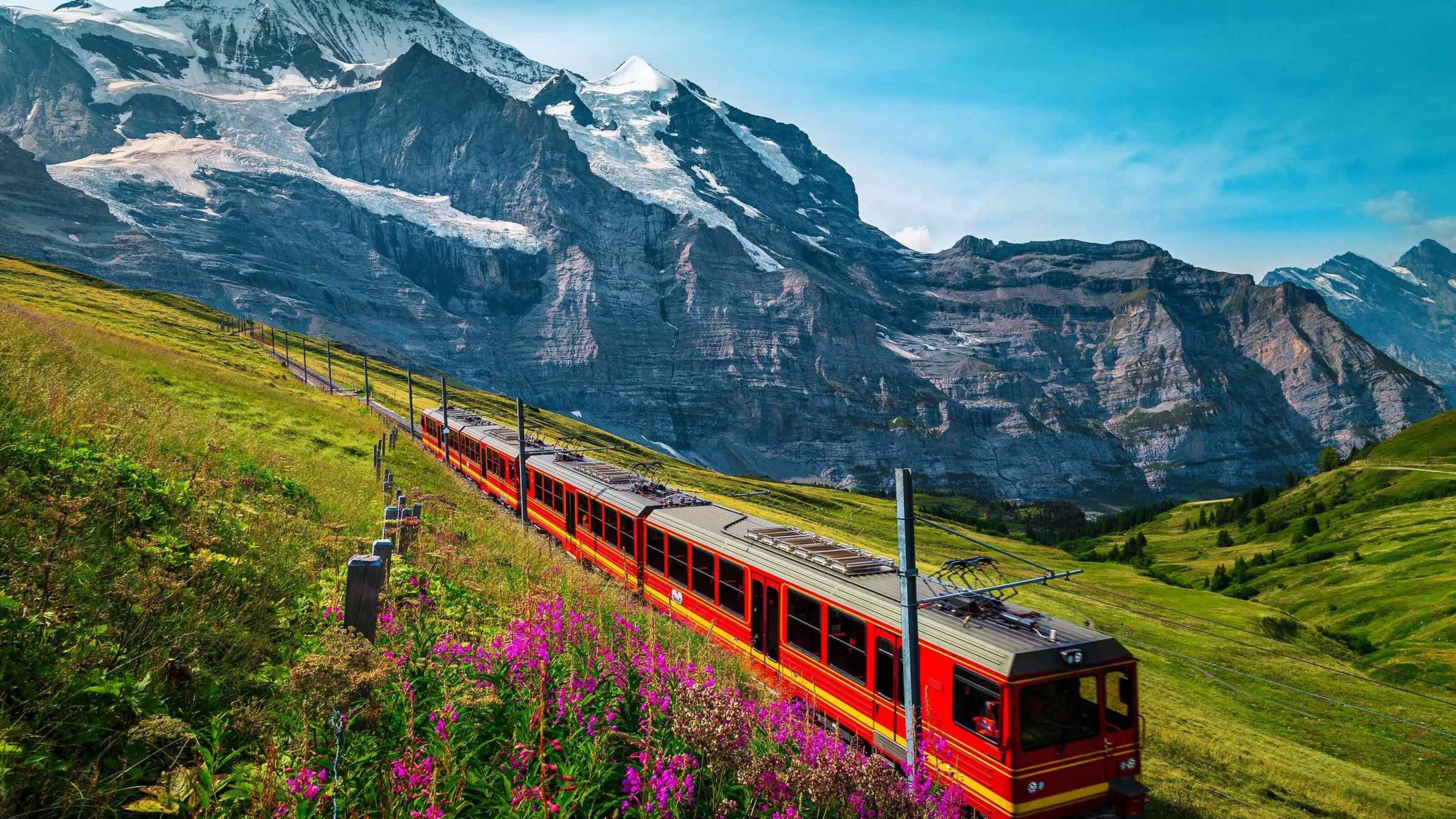 A red train moves along a green slope with purple flowers in front of snow-covered mountain peaks.