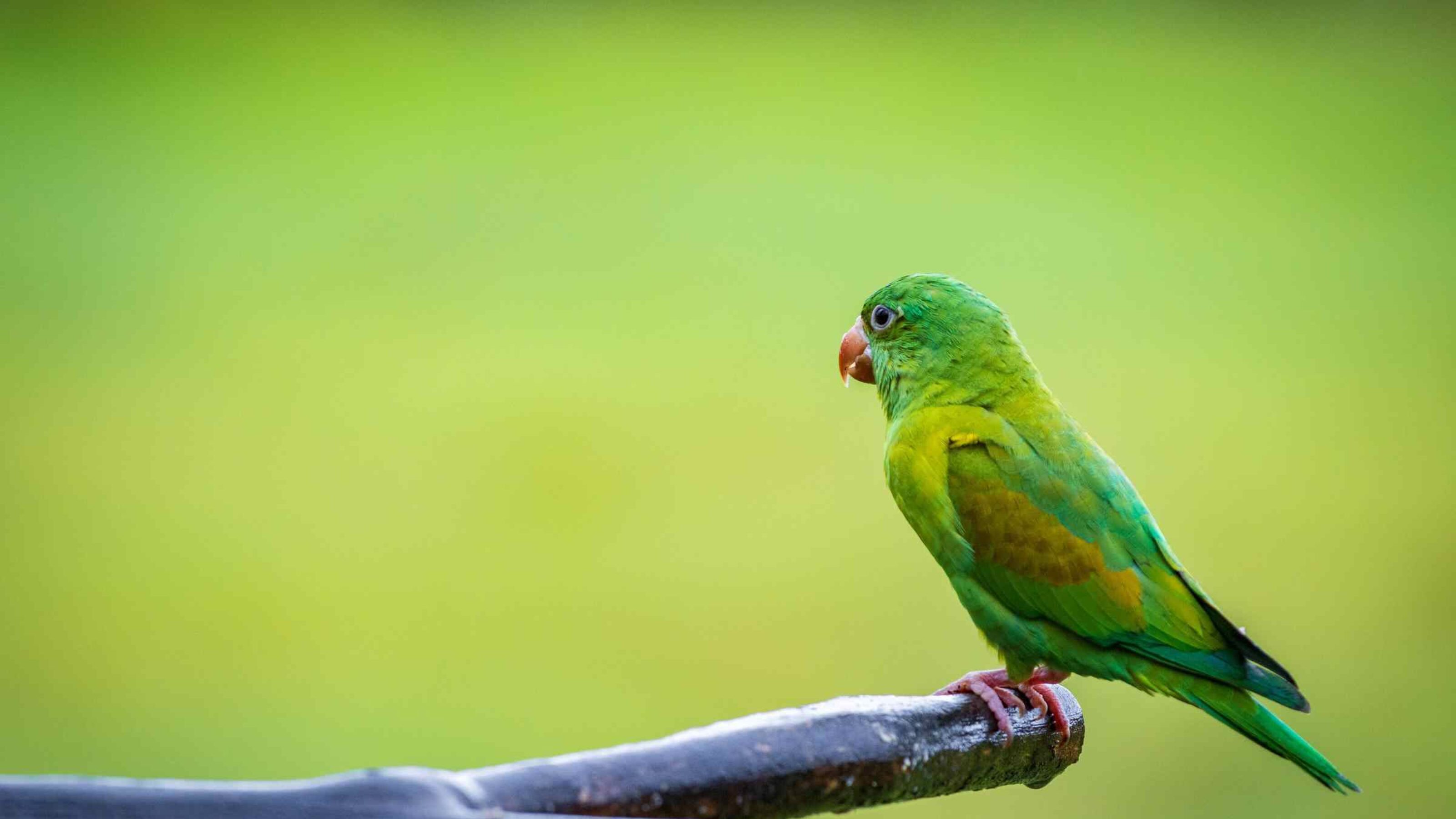Multi colored bird in Arenal