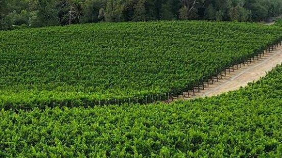 View at vineyards near Paarl on South Africa