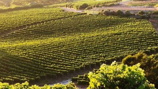Constantia Winelands South Africa