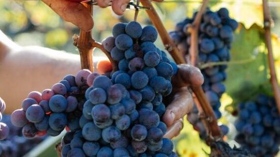 Harvesting grapes for wine in Italy