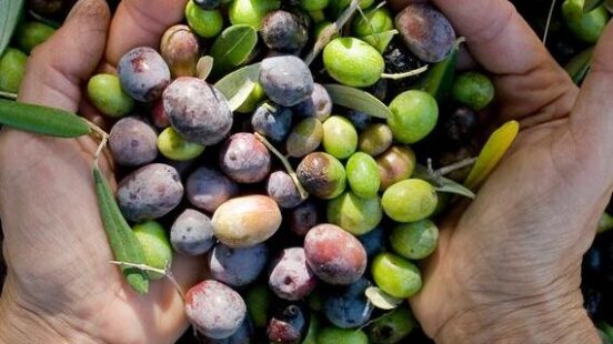 Fresh olives in Italy