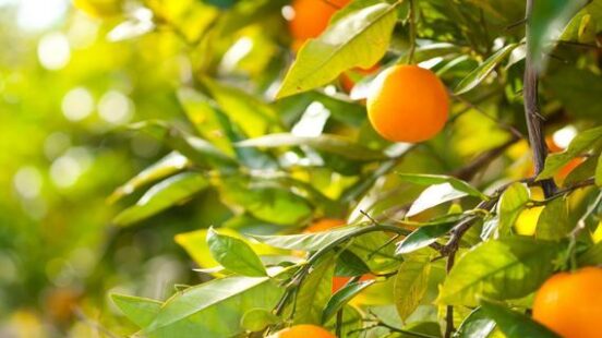 Orange trees