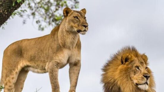 Kruger National Park