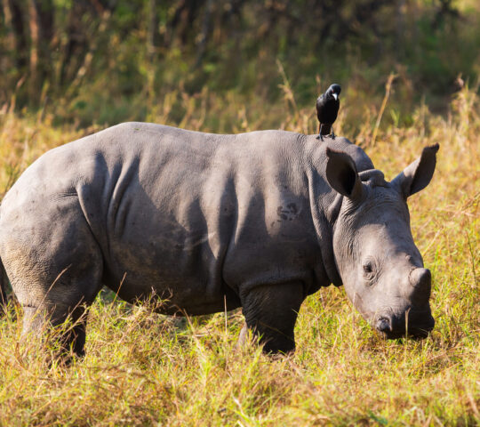 White rhino