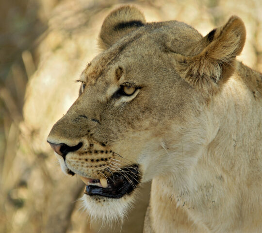 Lion in South Luangwa