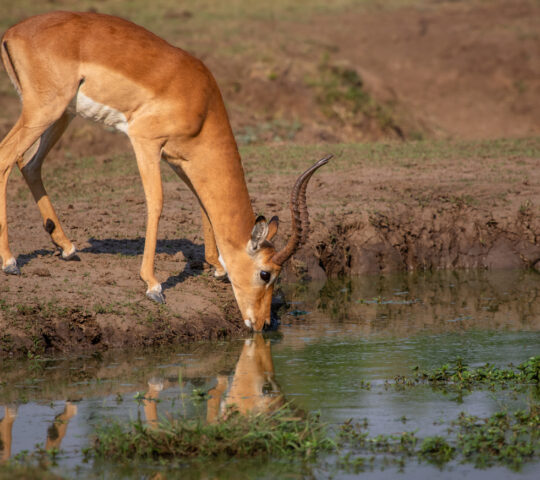 Impala at a watering hole