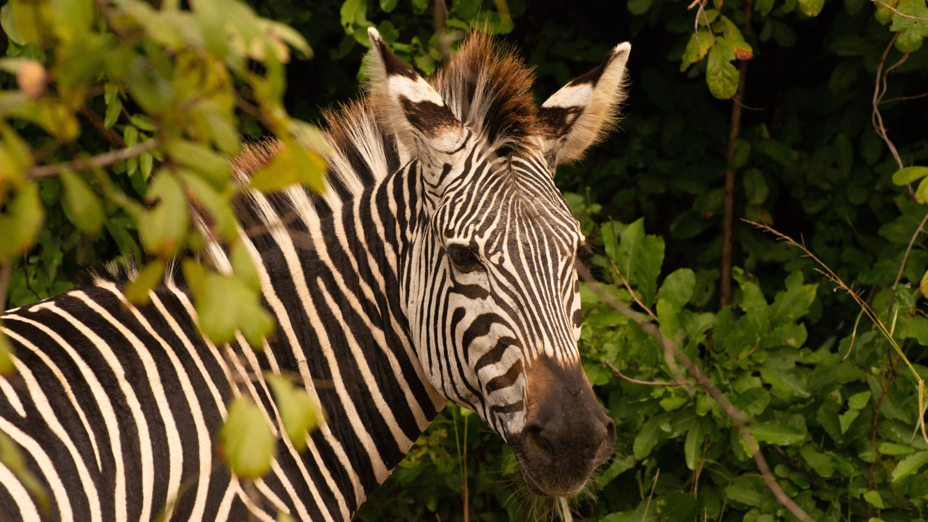 A Zambian Walking Safari