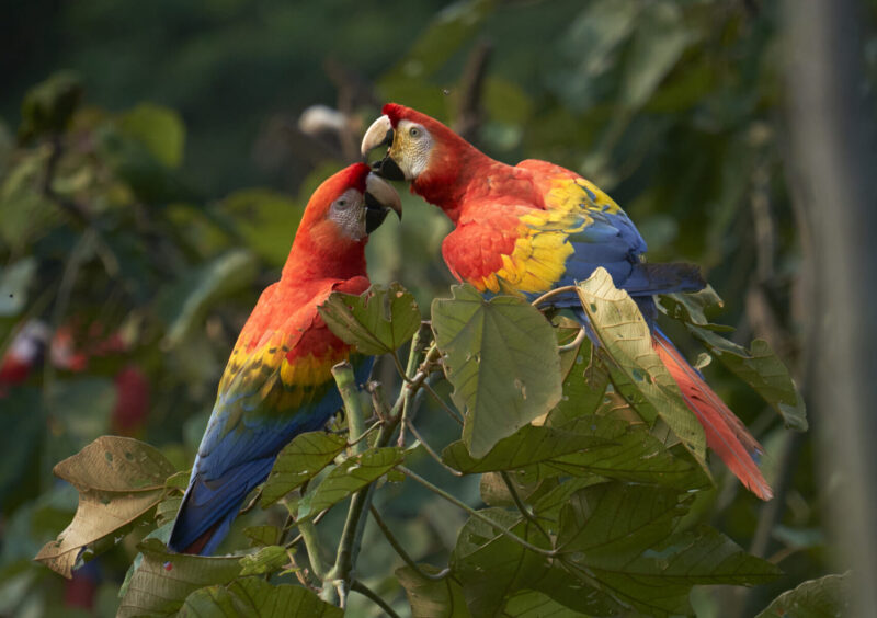 A pair of scarlet macaws preen each other in the rainforest canopy – wild encounters, expert-guided.