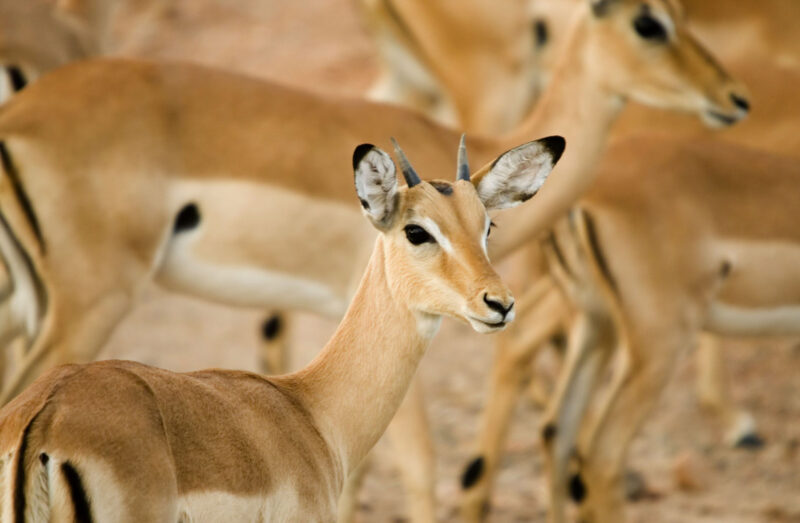 Close-up of a young impala with short horns looking toward the right, with several other impalas blurred in the background.