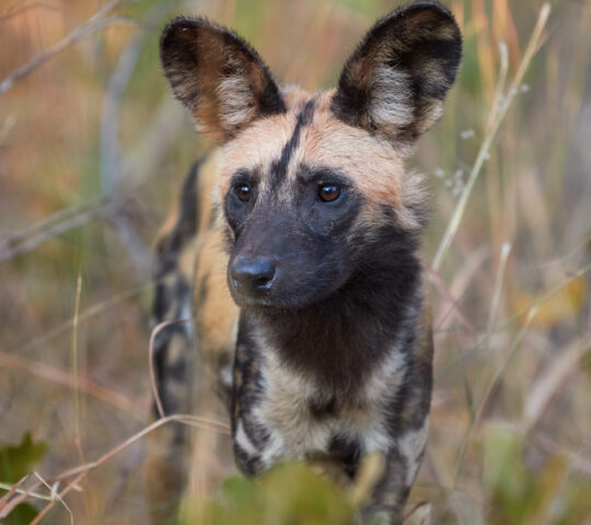 Spot wild dogs
